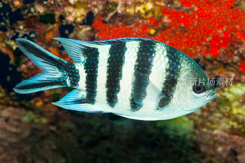 美丽的剪尾小热带鱼中士abdefduf sexfasciatus，在塞舌尔的Praslin附近。